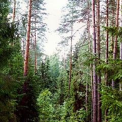 фото "Дорога в сосновом лесу"