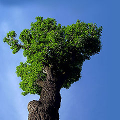 photo "The tree"