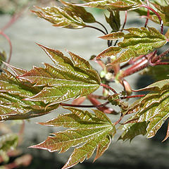 photo "Young leaves of a maple..."