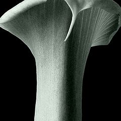 photo "calla 2"