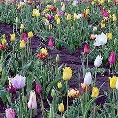 photo "Tulipes time (2)"