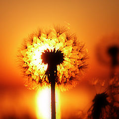 photo "Wine from dandelions..."