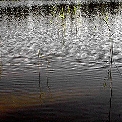 photo "Green in the shadows"