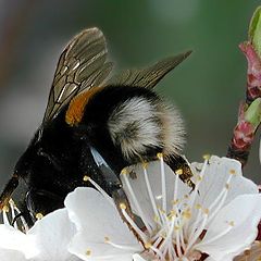 photo "Bumblebee. The rear view"