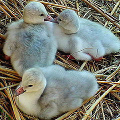 фото "Trumpeter Swan Cygnet"