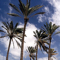 photo "Palm Trees # 6"