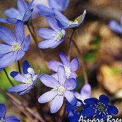 photo "Forest flowers"