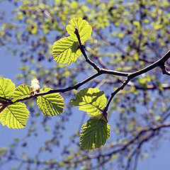 photo "Spring leaflets"