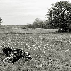 photo "Snag and Tree"