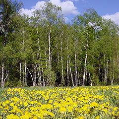 photo "On a marge of a wood"