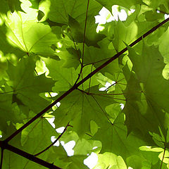 photo "Spring leaves"