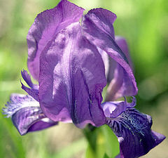 photo "Simply the Iris"