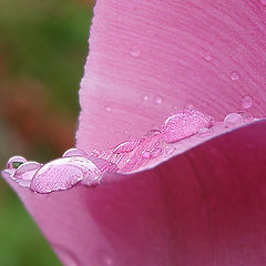 photo "Pink pearls"