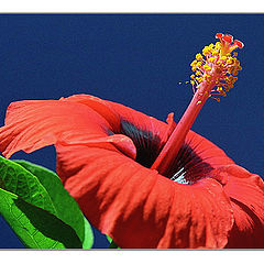 photo "Bahia Flower"