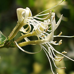 фото "Spaghetti :)"