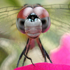 фото "Dragonfly"