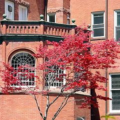 photo "A japanese maple in the patio"