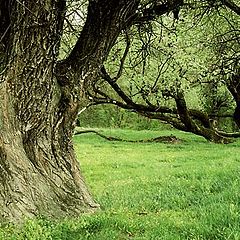 photo "Neighbour of The Shire"