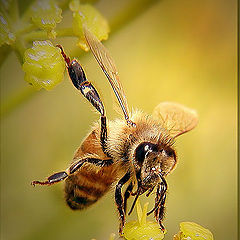 photo "THE VIRTUOSO"