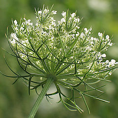 photo "Queen Anne`s Lace"