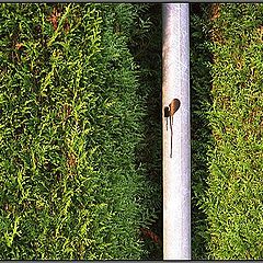 photo "Minimalism N12"