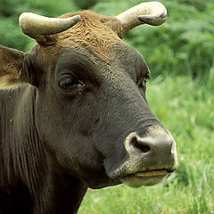 photo "The Cow"