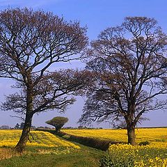 фото "Spring Landscape, Buckinghamshire"