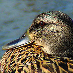 фото "Mallard Lady"