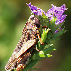 фото "Bug Bouquet"