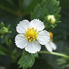 photo "Strawberry aroma"