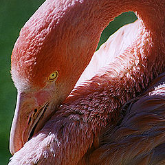 photo "Pink Flamingo"