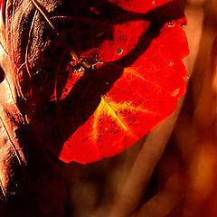 фото "Fire leaves."