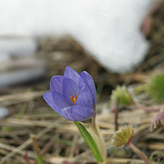 photo "May snowdrop"