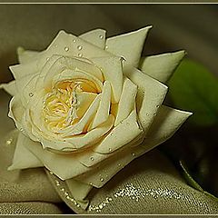 фото "Yellow rose"