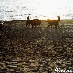 фото "Evening etude"