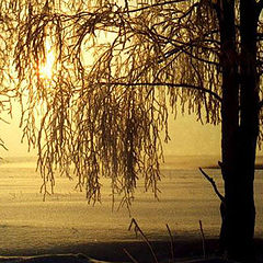 фото "Зимним туманным утром - 2"