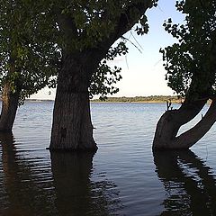 photo "Natural shapes"