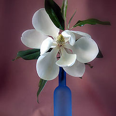 фото "Still life with Magnolia"