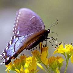 photo "butterfly"