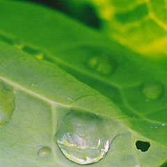 photo "Sheet of cabbage"