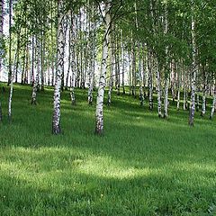 photo "Birch grove"