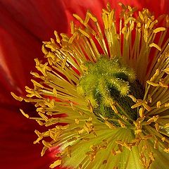 photo "Something about pistils and stamens - lesson 7"