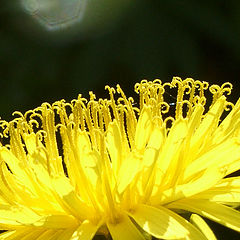 photo "Solar bowl"