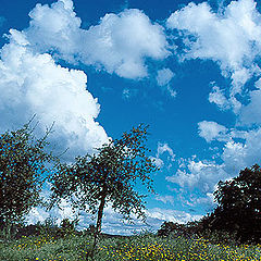 photo "Clouds in the field..."