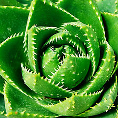 photo "The crocodile"