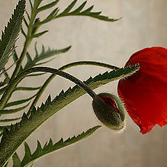 photo "Poppies.."