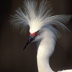 фото "Hairdo 2"