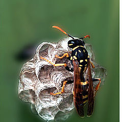 фото "Polistes gallicus"