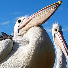 фото "Big Boy & Mr Percival"