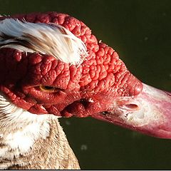 photo "The Red Head"